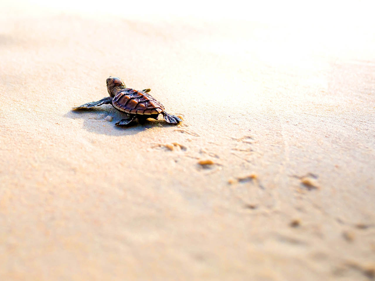Baby sea turtle making its way across the beach near North Beach Camp Resort in St. Augustine, Florida.